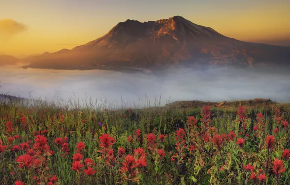 Picture sunset, flowers, fog, mountain, haze