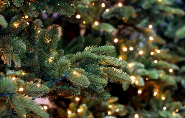 New year, spruce, lights, garland