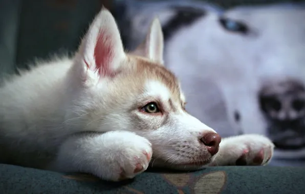 Picture puppy, eyes, dog, animal, look, Husky, nose, Siberian Husky