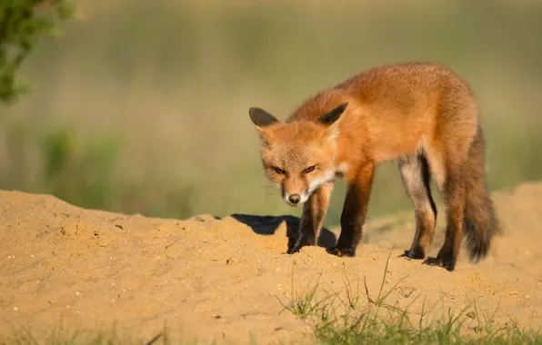 Sand, look, nature, pose, shadow, Fox, evil, face