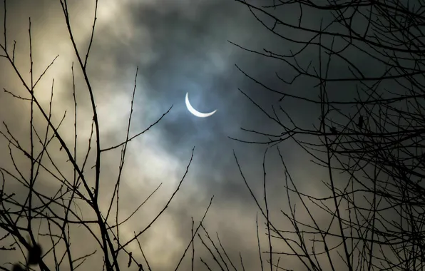 Picture the sky, branch, The moon, moon, silhouette, sky, nature