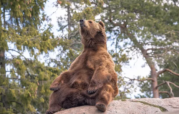 Pose, stones, bear, giant