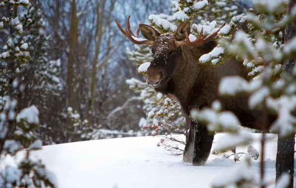 Picture animal, wild life, moose animal