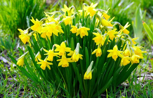 Flowers, spring, yellow, daffodils, Bush