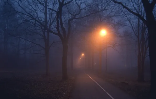 Forest, trees, night, fog, lights, path