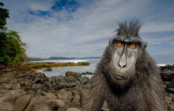 Shore, monkey, hairstyle, Ronaldo, Cristiano