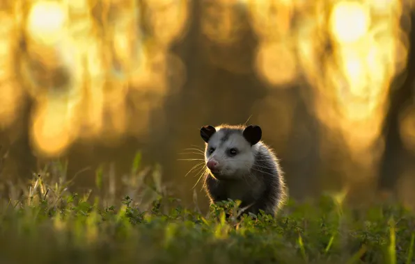 Grass, light, nature, glade, baby, animal, face, cub