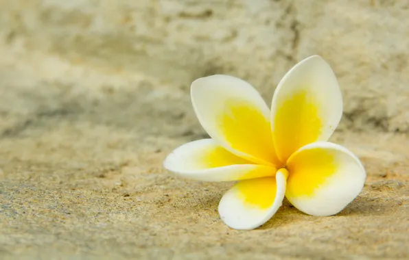 Picture white, flower, macro, yellow, petals, plumeria