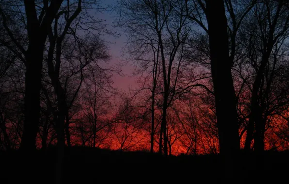 Picture forest, trees, sunset, nature