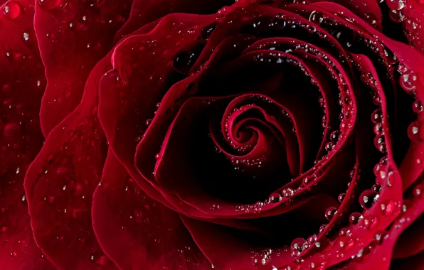 Wallpaper drops, macro, red, Rosa, roses, petals, buds, water drops for ...