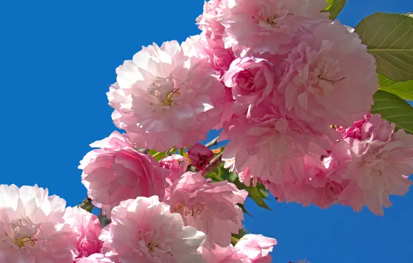 Macro, cherry, background, branch, Sakura, flowering, flowers