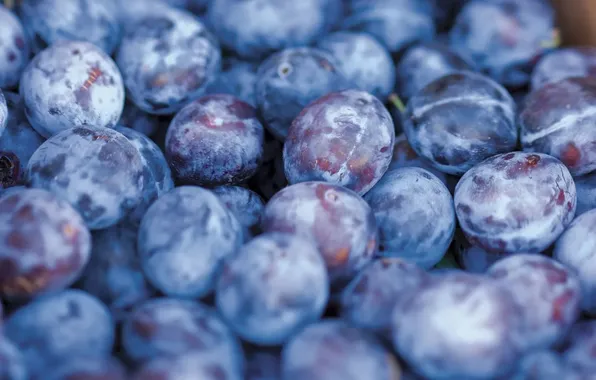 Berry, a lot, blue background, drain