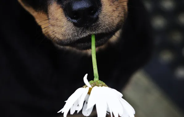 Flower, dog, nose, dog