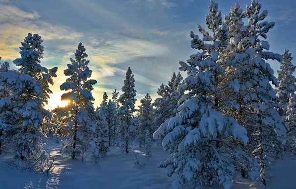 Winter, forest, snow, trees, Norway, Norway, Hedmark County, Hedmark
