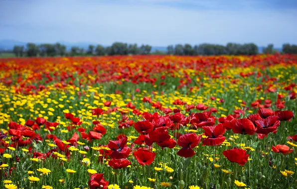 Summer, the sky, flowers, blue, bright, Maki, chamomile, dal