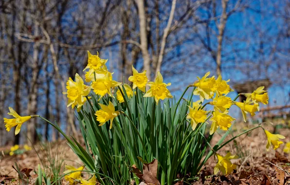 Forest, the sky, trees, flowers, branches, glade, spring, yellow