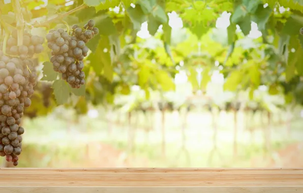 Picture leaves, berries, grapes, brush