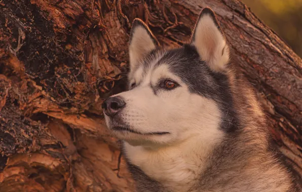 Face, portrait, dog, Alaskan Malamute