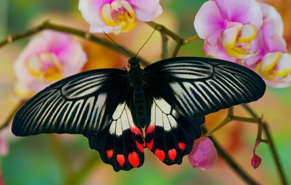 Macro, butterfly, wings, beautiful, flowers, flowering, closeup