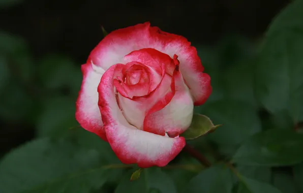 Flowers, Wallpaper, plant, roses, morning, garden