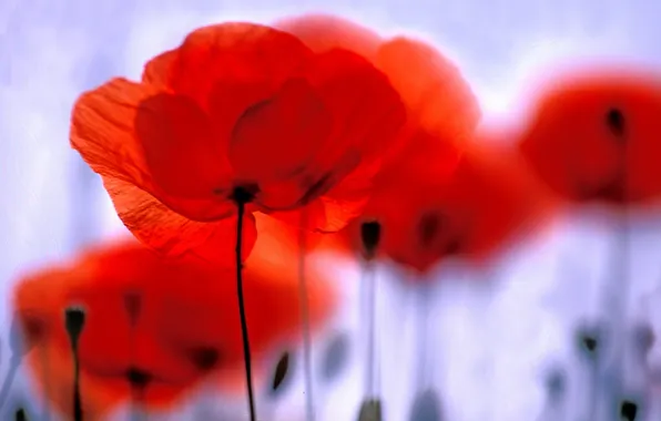 Macro, flowers, Maki, blur