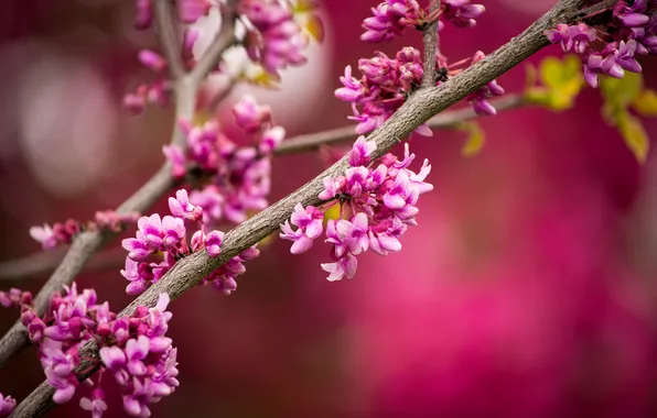 Trees, flowers, branches, pink, flowering