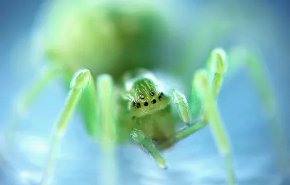 Insect, bokeh, spider