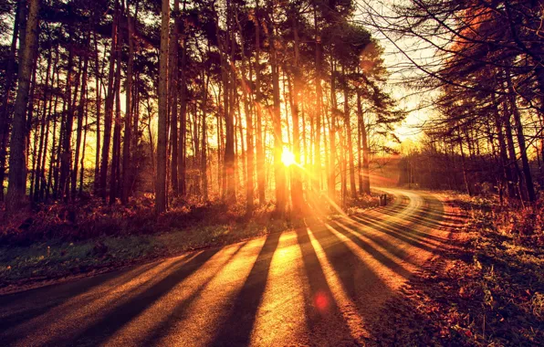 Road, autumn, forest, light