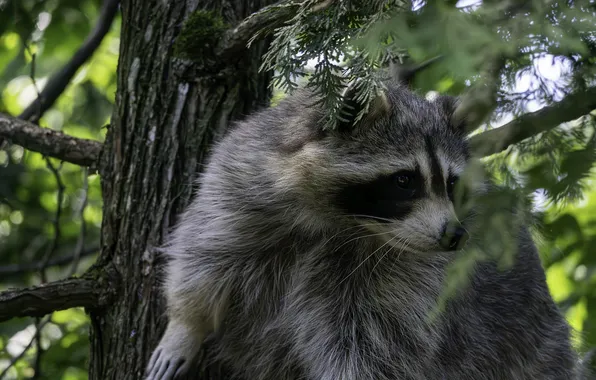 Branches, pose, tree, raccoon, face, needles