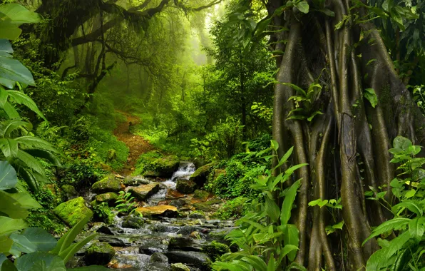 Greens, forest, trees, tropics, stream, stones, foliage, moss