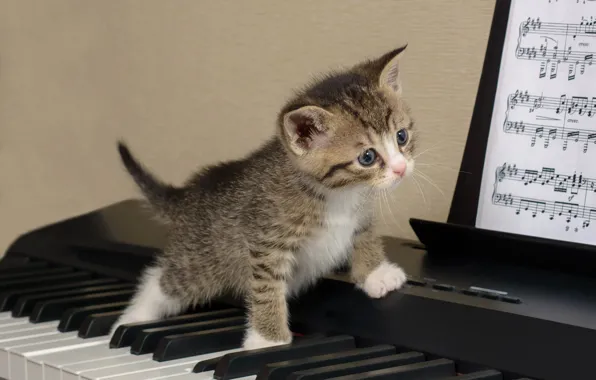 Cat, notes, kitty, grey, background, the game, baby, keys