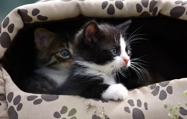 Look, cats, traces, pose, the dark background, kitty, black and white, kittens