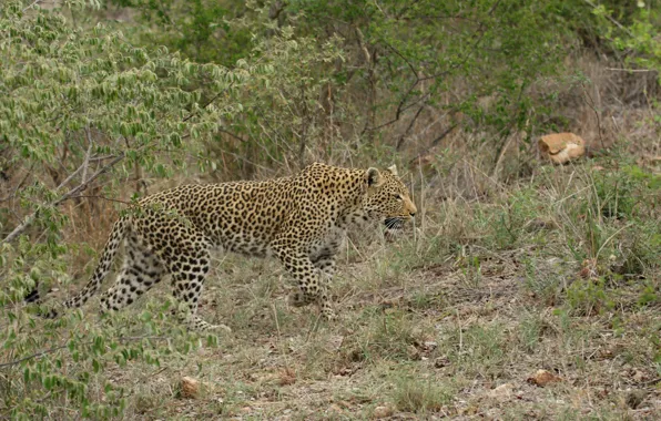 Picture Leopard, Trees, Predator, Wild cat, Big cat