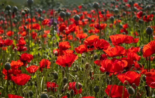 Summer, light, flowers, stems, bright, Maki, meadow, red