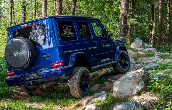 Picture forest, blue, Mercedes-Benz, SUV, 4x4, G-Class, 2019