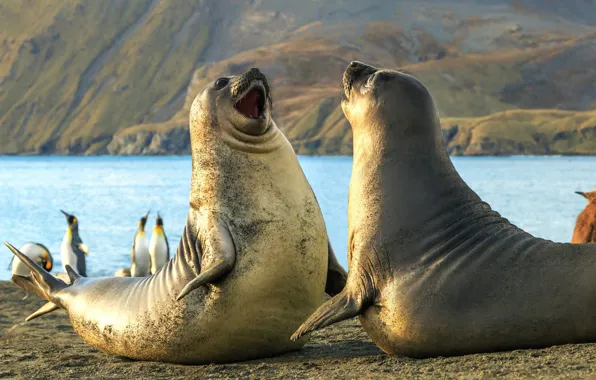 Picture penguins, elephant, seals, The South Sandwich Islands