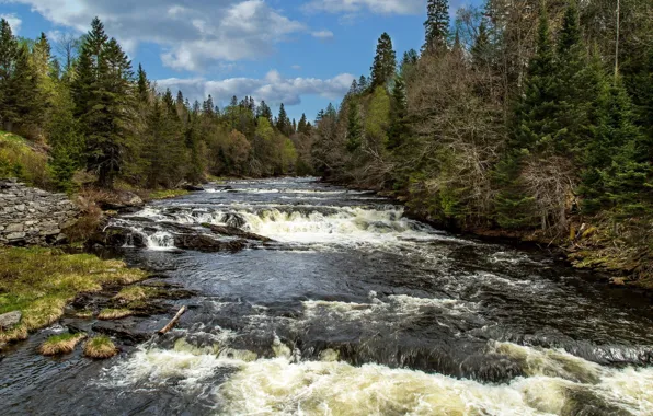 The sky, River, Forest, Boiling water