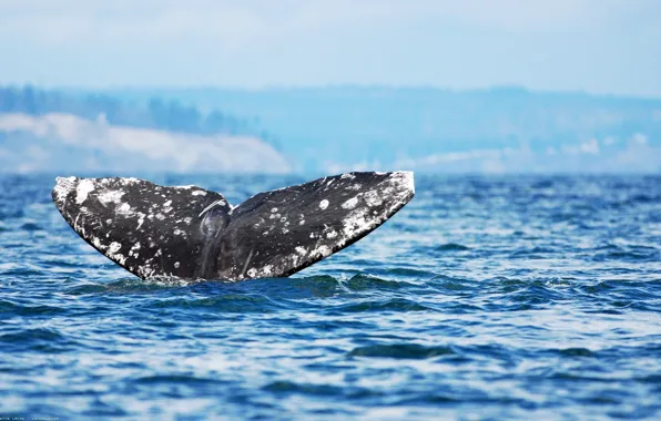 The OCEAN, GIANT, TAIL, SPOT