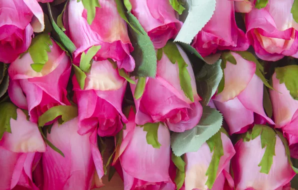 Flowers, roses, pink, buds, pink, flowers, roses, bud