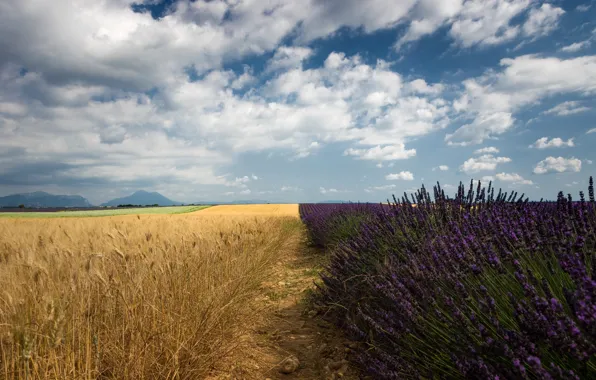 Field, the sky, clouds, ears, cereals, lavender, lavender field, boundary