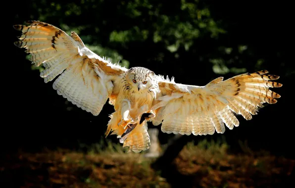 Picture flight, owl, bird, wings