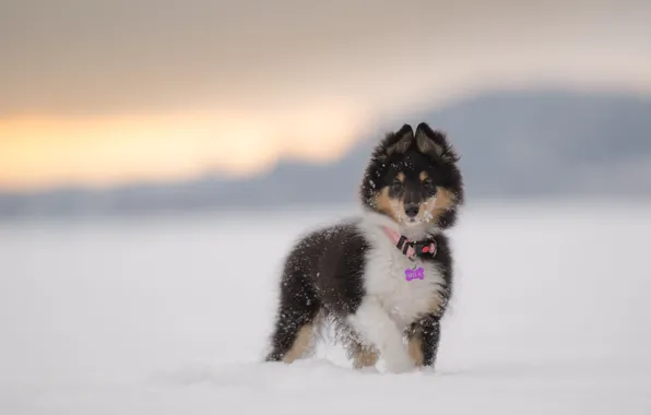 Picture look, snow, muzzle, sheltie, shetland sheepdog