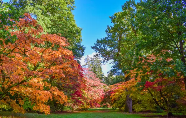 Picture autumn, grass, trees, Park, UK, Sunny, colorful, Westonbirt-Arboretum