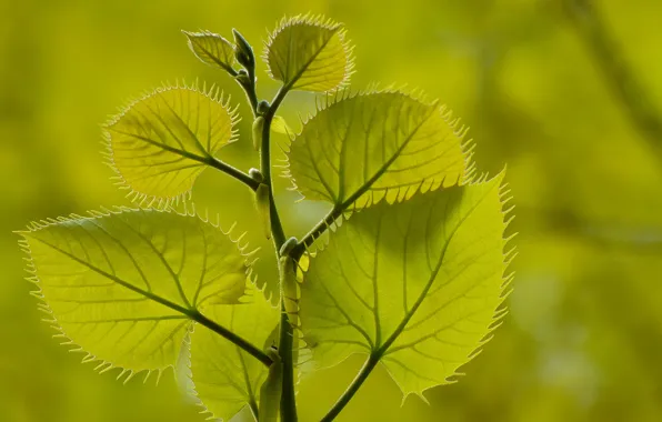 Picture leaves, branches, plant