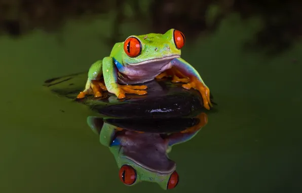 Water, macro, nature, pond, reflection, the dark background, stone, frog