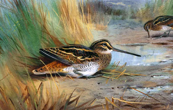 Grass, Birds, Picture, Two, Archibald Thorburn, Archibald Thorburn,, Scottish painter, Snipe