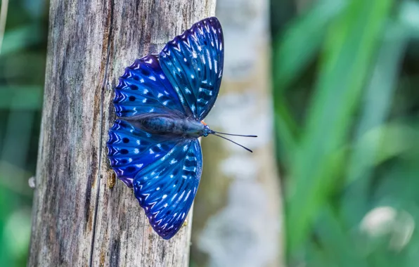 Macro, trees, blue, nature, butterfly