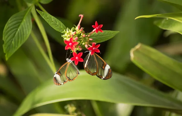 Flower, butterfly, macro, wings, beautiful, closeup, two butterflies