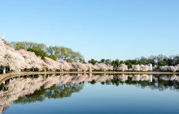 Picture nature, cherry, reflection, Cherry, Blossom Festival
