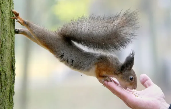 Tree, hand, protein, tail, nuts, eating